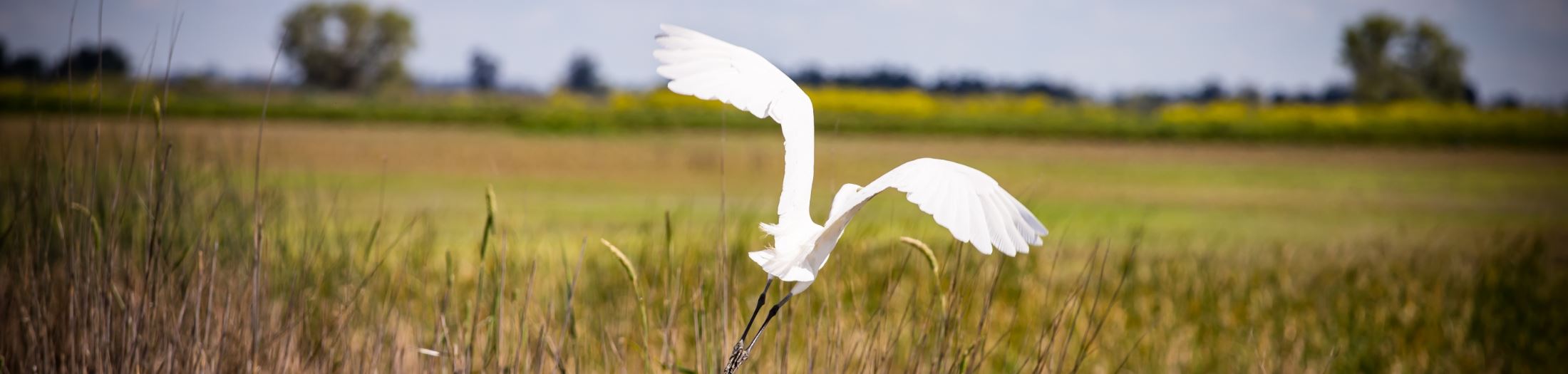 View of landscape and Crane