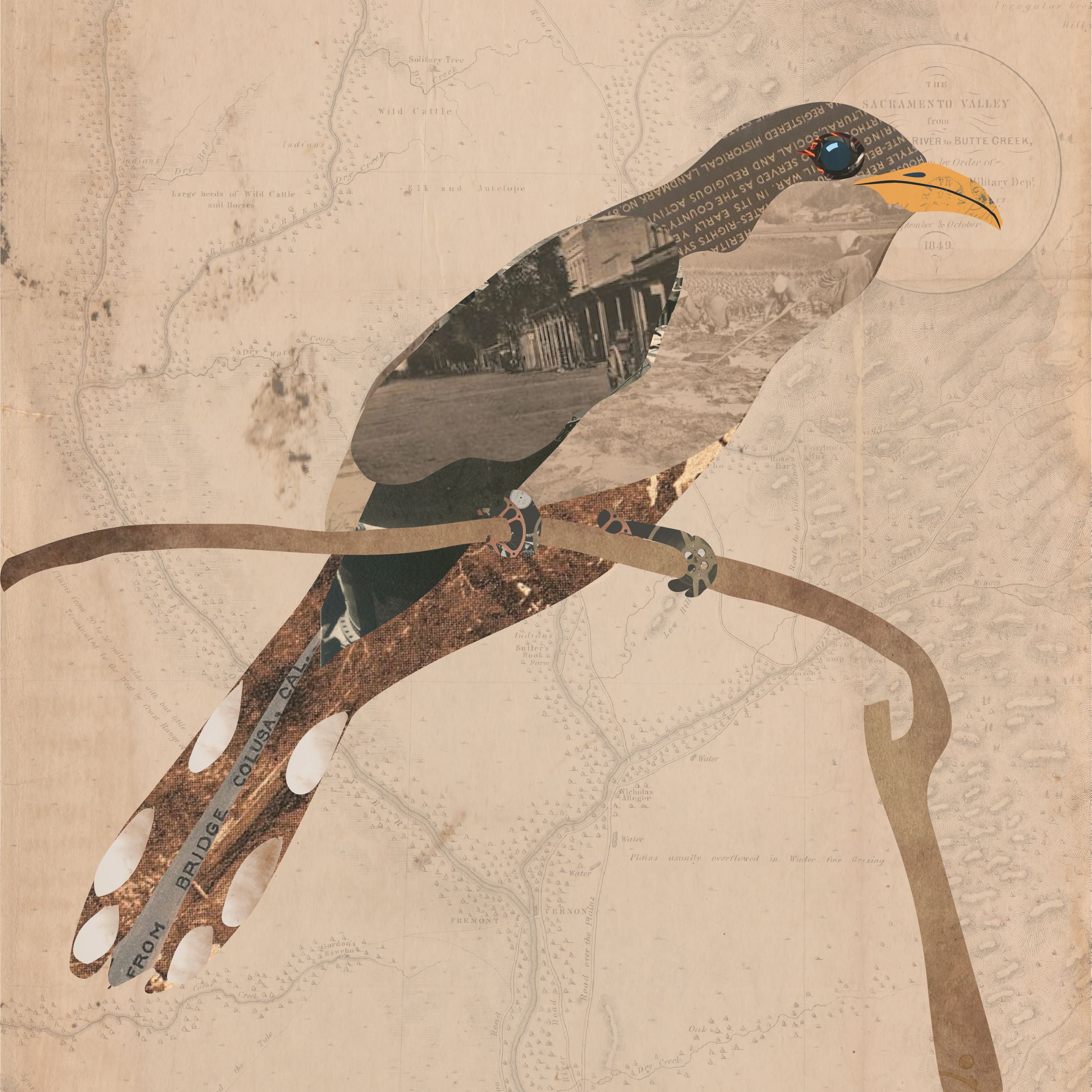 identiblocks - sample artwork - yellow billed cuckoo - MV - 42923 02 Artboard 2 (1)